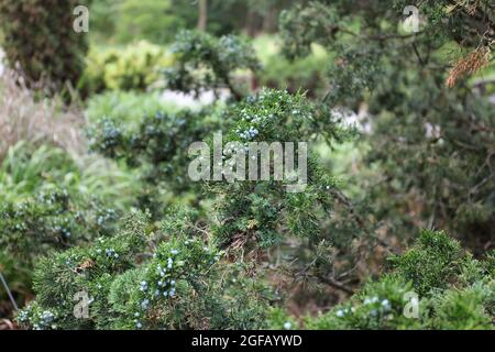 Zweige eines weiblichen chinesischen Wacholder, Juniperus Chinensis, mit blauen Samenkegeln im Sommer Stockfoto