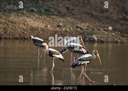 Gruppe gemalter Störche, die in einem Teich stehen Stockfoto