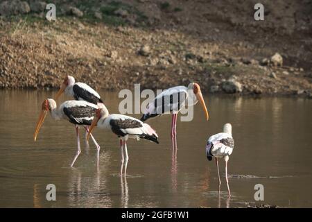 Gruppe gemalter Störche, die in einem Teich stehen Stockfoto