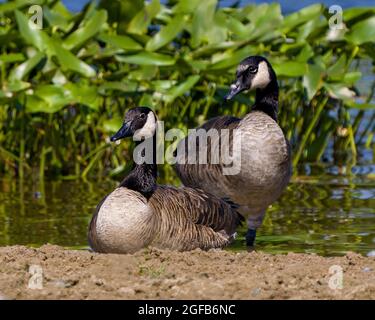 Kanada Gänsepaar, das am Strand am Wasser ruht, mit einem Laubhintergrund in ihrer Umgebung und ihrem Lebensraum. Kanadische Gans. Stockfoto