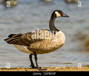 Kanadagänse, die am Wasser spazieren und flauschige braune Federgefiederflügel in ihrer Umgebung und Umgebung zeigen. Foto Der Kanadischen Gänse. Stockfoto