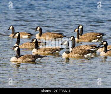 Kanada Gänse Gruppe schwimmen in ihrer Umgebung und Umgebung Lebensraum. Kolonie der Gänse. Stockfoto