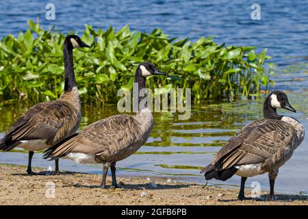 Kanada Gänsevögel, die am Wasser spazieren und flauschige braune Federgefiederflügel in ihrer Umgebung und ihrem Lebensraum mit einem Laub im Rücken zeigen Stockfoto