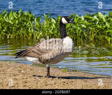 Kanadagänse, die am Wasser spazieren und flauschige braune Federgefiederflügel in ihrer Umgebung und ihrem Lebensraum mit Laubhintergrund zeigen. Stockfoto