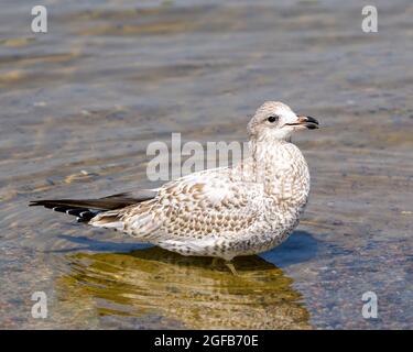 Möwen Nahaufnahme Profil Blick Schwimmen im Wasser mit Wellenwasser und Hintergrund in seiner Umgebung und Lebensraum Umgebung. Stockfoto