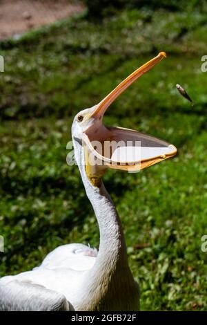 Antigo, Wisconsin, USA, 14. August 2021: White Pelican (Pelecanus erythrorhynchos) fängt eine Minnsale bei Raptor Education Group Inc (REGI), vertikal Stockfoto