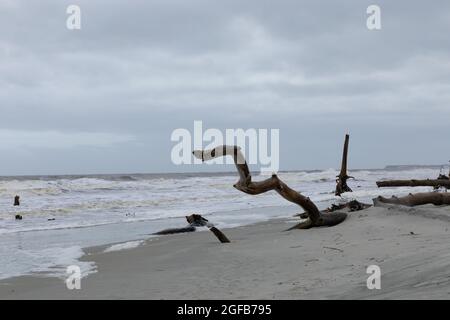 Große Treibholzbäume, teilweise im Sand an der Meeresküste unter stürmischem Himmel vergraben, Treibholz, horizontaler Aspekt Stockfoto