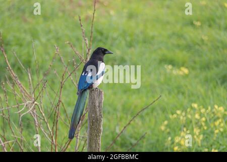 Vogelelster auf einem Holzpfosten mit unfokussierten grünen Feld Hintergrund thront Stockfoto