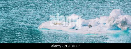 In der Alaska Glacier Bay befinden sich Seehunde auf einem Eisberg, der in der Nähe von Gletschern auf blauem Meer schwimmt. Kreuzfahrt zum Glacier Bay National Park Panorama Banner Stockfoto