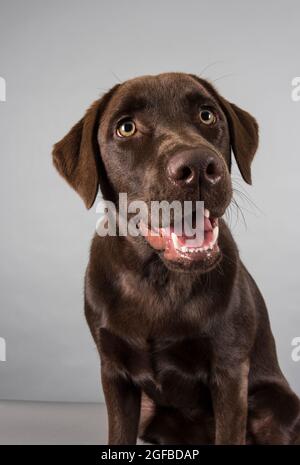 Porträt einer weiblichen Schokolade labrador Welpe 5.5 Monate alt Schuss vor grauem Studiohintergrund. Stockfoto