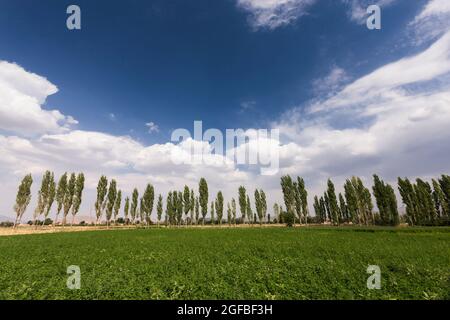 Landwirtschaftliche Felder und eine Reihe von Bäumen auf Hochland, Vorort von Golpayegan, Isfahan Provinz, Iran, Persien, Westasien, Asien Stockfoto
