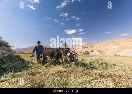 Esel, der auf dem Agrarfeld auf dem Hochland, im Zagros-Gebirge, in Kharestan Sofla, in der Fars-Provinz, im Iran, Persien, Westasien, Asien Stockfoto