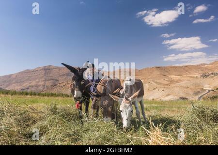 Esel, der auf dem Agrarfeld auf dem Hochland, im Zagros-Gebirge, in Kharestan Sofla, in der Fars-Provinz, im Iran, Persien, Westasien, Asien Stockfoto