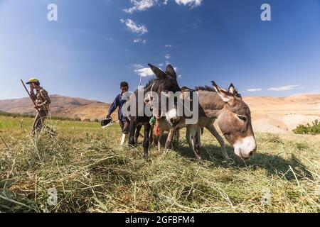 Esel, der auf dem Agrarfeld auf dem Hochland, im Zagros-Gebirge, in Kharestan Sofla, in der Fars-Provinz, im Iran, Persien, Westasien, Asien Stockfoto