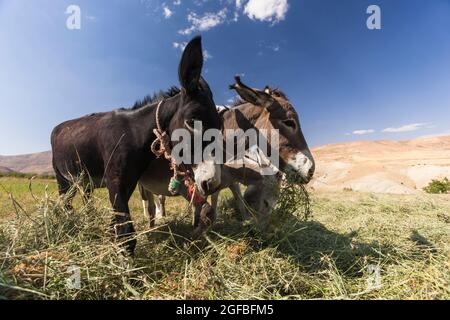 Esel, der auf dem Agrarfeld auf dem Hochland, im Zagros-Gebirge, in Kharestan Sofla, in der Fars-Provinz, im Iran, Persien, Westasien, Asien Stockfoto