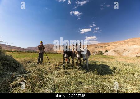 Esel, der auf dem Agrarfeld auf dem Hochland, im Zagros-Gebirge, in Kharestan Sofla, in der Fars-Provinz, im Iran, Persien, Westasien, Asien Stockfoto