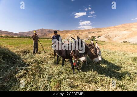 Esel, der auf dem Agrarfeld auf dem Hochland, im Zagros-Gebirge, in Kharestan Sofla, in der Fars-Provinz, im Iran, Persien, Westasien, Asien Stockfoto