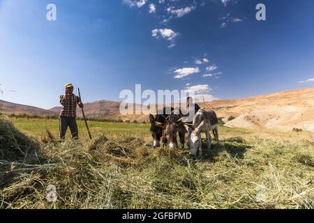 Esel, der auf dem Agrarfeld auf dem Hochland, im Zagros-Gebirge, in Kharestan Sofla, in der Fars-Provinz, im Iran, Persien, Westasien, Asien Stockfoto