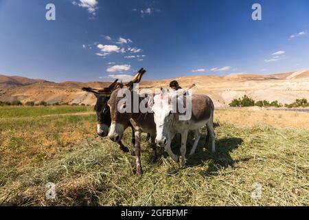 Esel, der auf dem Agrarfeld auf dem Hochland, im Zagros-Gebirge, in Kharestan Sofla, in der Fars-Provinz, im Iran, Persien, Westasien, Asien Stockfoto