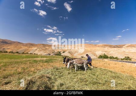 Esel, der auf dem Agrarfeld auf dem Hochland, im Zagros-Gebirge, in Kharestan Sofla, in der Fars-Provinz, im Iran, Persien, Westasien, Asien Stockfoto