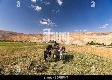 Esel, der auf dem Agrarfeld auf dem Hochland, im Zagros-Gebirge, in Kharestan Sofla, in der Fars-Provinz, im Iran, Persien, Westasien, Asien Stockfoto