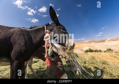 Esel, der Gras auf dem Agrarfeld auf dem Hochland frisst, Zagros Berge, Kharestan Sofla, Fars Provinz, Iran, Persien, Westasien, Asien Stockfoto