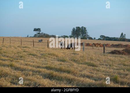 Rinder weiden an einem heißen Tag unter intensiver Sonne und sehr trockenem Gras während des brasilianischen Herbstes. Extensive Rinderzucht - Viehzucht in Stockfoto