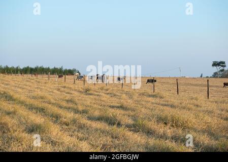 Rinder weiden an einem heißen Tag unter intensiver Sonne und sehr trockenem Gras während des brasilianischen Herbstes. Extensive Rinderzucht - Viehzucht in Stockfoto