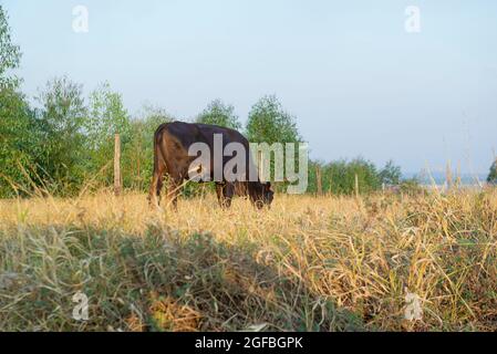 Rinder weiden an einem heißen Tag unter intensiver Sonne und sehr trockenem Gras während des brasilianischen Herbstes. Extensive Rinderzucht - Viehzucht in Stockfoto