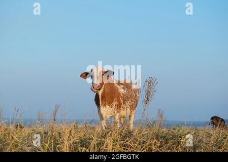 Schöne braun-weiß gefleckte holländische Kuh (Holstein-Friesian), die im Herbst in Brasilien unter blauem Himmel auf einer Wiese grast. Umfangreiches System f Stockfoto