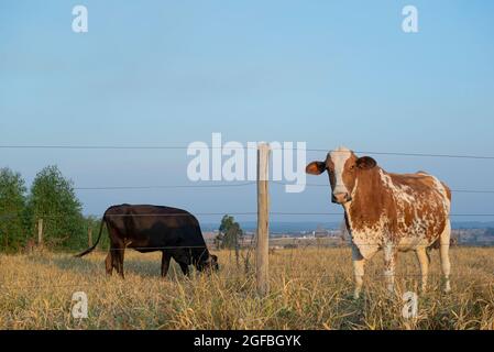Schöne braun-weiß gefleckte holländische Kuh (Holstein-Friesian), die im Herbst in Brasilien unter blauem Himmel auf einer Wiese grast. Umfangreiches System f Stockfoto