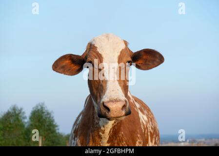 Nahaufnahme der schönen braun-weiß gefleckten niederländischen Kuh (Holstein-Friesian) bei Sonnenuntergang. Kuh mit Zecken parasitieren ihr Ohr. Parasitismus ist eine Inharmonie Stockfoto