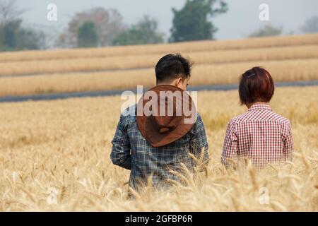 Agronom und Landwirt überprüfen Daten in einem Weizenfeld mit einer Tablette und einer Untersuchungspflanze. Stockfoto