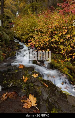 Wunderschöne Herbstfärbung am Wasserfall der Wahkeena Falls in der Columbia River Gorge, Oregon, während der Hochsaison im Herbst Stockfoto