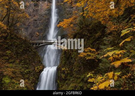 Herbstsaison und Herbstlaub am Wasserfall Multnomah Falls, Columbia River Gorge, Oregon, Pacific Northwest USA Stockfoto