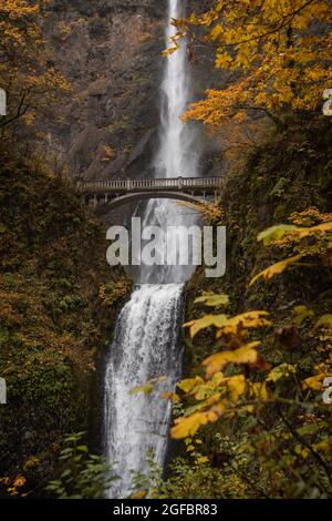 Herbstlaub und Herbstlaub an den wunderschönen und berühmten Multnomah Falls, Columbia River Gorge, Oregon Stockfoto