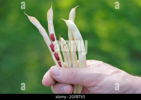 Bohnen Schoten in der Hand eines Mannes auf einem verschwommenen Garten Hintergrund. Rote Bohnen . Frische Bio-Bohnen. Bohnen anbauen Stockfoto