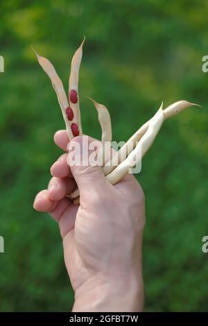 Bohnen Schoten in der Hand eines Mannes auf einem verschwommenen Garten Hintergrund. Rote Bohnen . Frische Bio-Bohnen. Stockfoto