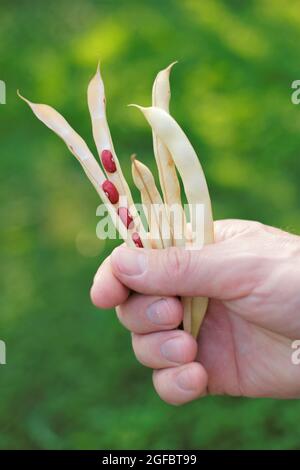 Bohnen Schoten in der Hand eines Mannes auf einem Garten Hintergrund. Rote Bohnen . Frische Bio-Bohnen. Bohnen anbauen Stockfoto