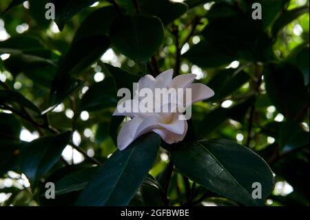 Weniger bekannt als seine glorreiche Verwandte, die Camellia Japonica, hat Camellia Sasanqua kleinere, feinere Blüten. Aus meinem Garten in Ringwood. Stockfoto