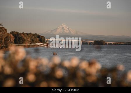 Der wunderschöne und majestätische Mt Hood, Oregon, über dem Columbia River, von Vancouver aus gesehen, Washington, Pazifischer Nordwesten der Vereinigten Staaten Stockfoto