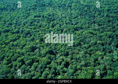 Draufsicht auf den grünen Laubwald. Stockfoto