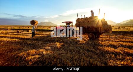 Kombinieren Sie den Mähdrescher, der Reis in den Anhänger auf dem Land ernten wird Stockfoto