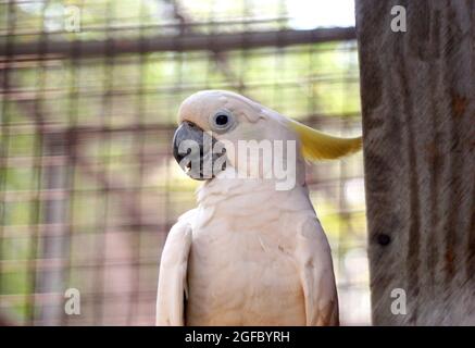 Der Gelbhaubenkakatoo, auch bekannt als der Schwefel-Haubenkakatoo, Stockfoto