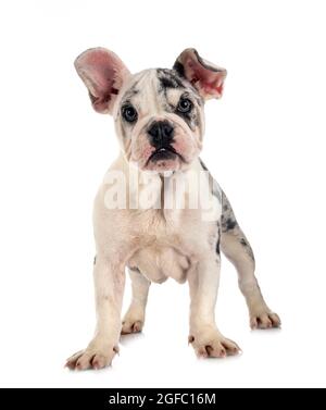 merle französische Bulldogge vor weißem Hintergrund Stockfoto