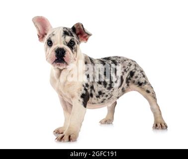 merle französische Bulldogge vor weißem Hintergrund Stockfoto