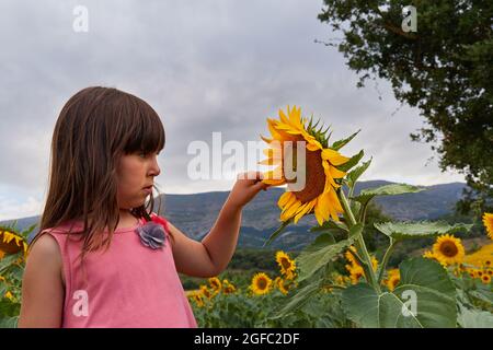 Kaukasisches Mädchen arancando ein Blatt einer Sonnenblume auf einem Bauernhof. Stockfoto