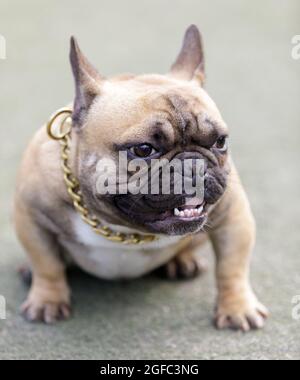 Fawn männlichen Welpen Franzose mit goldenem Kragen sitzen und zeigen Zähne. Hundepark an der Leine in Nordkalifornien. Stockfoto