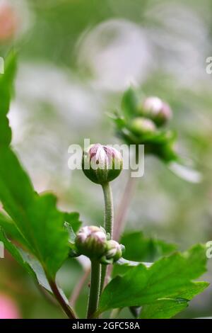 Herbstanemonenknospen als Nahaufnahme Stockfoto