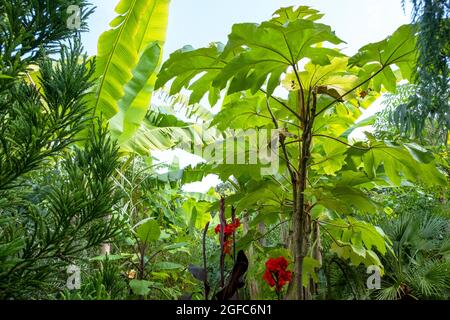 Exotischer tropischer Garten im Great Dixter House and Gardens, East Sussex, England, Großbritannien. Das Haus des Gärtners und Schriftstellers Christopher Lloyd. Stockfoto